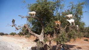 L'Arganier, un arbre providentiel qui symbolise la richesse forestière de la province d’Essaouira L'Arganier, un arbre providentiel qui symbolise la richesse forestière de la province d’Essaouira