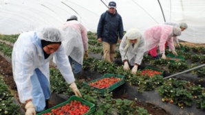 Le ministère du Travail appelle à la "vigilance" à l'égard de vidéos faisant état de harcèlement et d'exploitation d'ouvrières marocaines dans des exploitations agricoles espagnoles Le ministère du Travail appelle à la "vigilance" à l'égard de vidéos faisant état de harcèlement et d'exploitation d'ouvrières marocaines dans des exploitations agricoles espagnoles