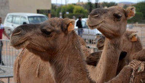 Guelmim: Ouverture de la 8-ème édition du Festival de la semaine du dromadaire Guelmim: Ouverture de la 8-ème édition du Festival de la semaine du dromadaire