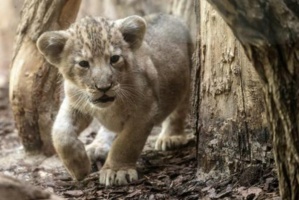 Un lionceau découvert dans un appartement près de Paris relâché en Afrique du Sud
