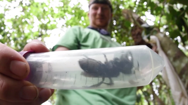 La plus grosse abeille du monde retrouvée en Indonésie