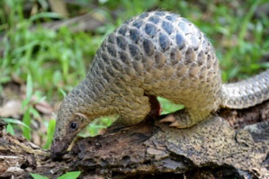 Des centaines de milliers de pangolins vendus illégalement dans le monde Des centaines de milliers de pangolins vendus illégalement dans le monde