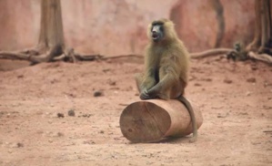 Tiens donc, le salafiste Hassan Kettani sort de sa tanière pour nous livrer ses illuminations à deux sous ! Tiens donc, le salafiste Hassan Kettani sort de sa tanière pour nous livrer ses illuminations à deux sous !