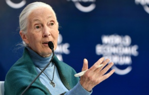 Coronavirus: les humains doivent cesser de "mépriser" la nature avertit Jane Goodall Coronavirus: les humains doivent cesser de "mépriser" la nature avertit Jane Goodall