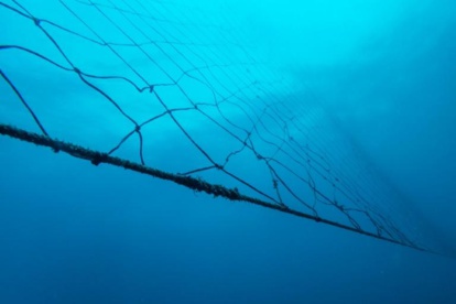 Filets anti-requins: des 