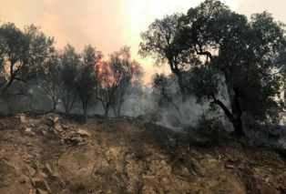 Algérie: plus de 40 morts dans les incendies qui ravagent le nord Algérie: plus de 40 morts dans les incendies qui ravagent le nord