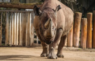 Afrique du Sud: Des braconniers condamnés à 45 ans de prison ferme Afrique du Sud: Des braconniers condamnés à 45 ans de prison ferme