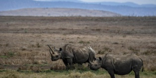 Afrique du Sud: des cornes de rhinocéros radioactives pour décourager les braconniers Afrique du Sud: des cornes de rhinocéros radioactives pour décourager les braconniers