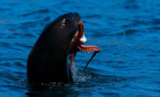 Afrique du Sud: Détresse de l'écosystème marin à Durban, «dommage collatéral» des émeutes de juillet Afrique du Sud: Détresse de l'écosystème marin à Durban, «dommage collatéral» des émeutes de juillet