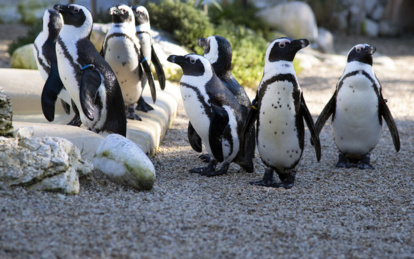 Afrique du Sud: des dizaines de manchots du Cap tués par des abeilles Afrique du Sud: des dizaines de manchots du Cap tués par des abeilles