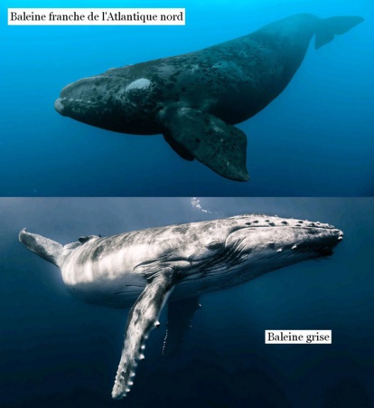 Quels ‘monstres marins’ les romains chassaient-ils au nord du Maroc ? Quels ‘monstres marins’ les romains chassaient-ils au nord du Maroc ?