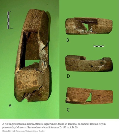 Quels ‘monstres marins’ les romains chassaient-ils au nord du Maroc ? Quels ‘monstres marins’ les romains chassaient-ils au nord du Maroc ?