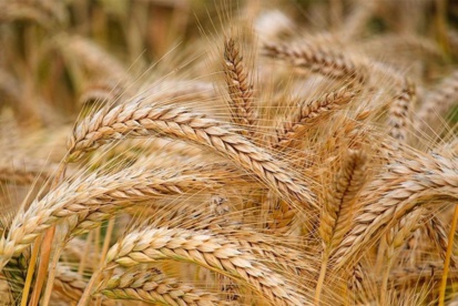 ACET : Le Maroc devrait-il abandonner la culture du blé ? ACET : Le Maroc devrait-il abandonner la culture du blé ?