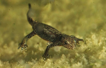 Etude : La salamandre maroco-ibérique aiderait à la régénération des tissus et des nerfs humains Etude : La salamandre maroco-ibérique aiderait à la régénération des tissus et des nerfs humains