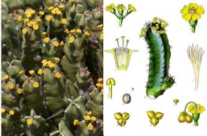 Etude: Une plante marocaine cactiforme, révolutionnerait la médecine de la douleur Etude: Une plante marocaine cactiforme, révolutionnerait la médecine de la douleur