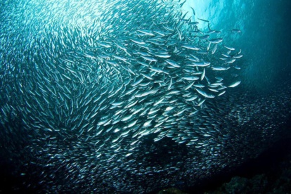 Changement climatique. Quand notre poisson migrera ? Changement climatique. Quand notre poisson migrera ?