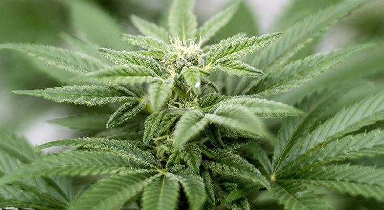 Etude. Le cannabis augmente le risque de mourir d'hypertension Etude. Le cannabis augmente le risque de mourir d'hypertension