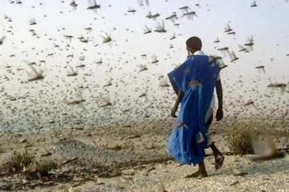 FAO : Des essaims de criquets pèlerins préparent l’invasion du Maghreb FAO : Des essaims de criquets pèlerins préparent l’invasion du Maghreb