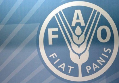 FAO : Quelque 11 millions de personnes touchées par l'insécurité alimentaire au Sahel FAO : Quelque 11 millions de personnes touchées par l'insécurité alimentaire au Sahel