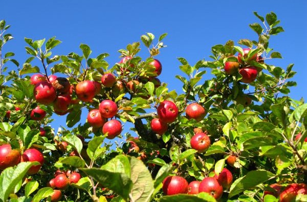 Plaidoyer à Safi pour le soutien et la promotion des cultures alternatives Plaidoyer à Safi pour le soutien et la promotion des cultures alternatives