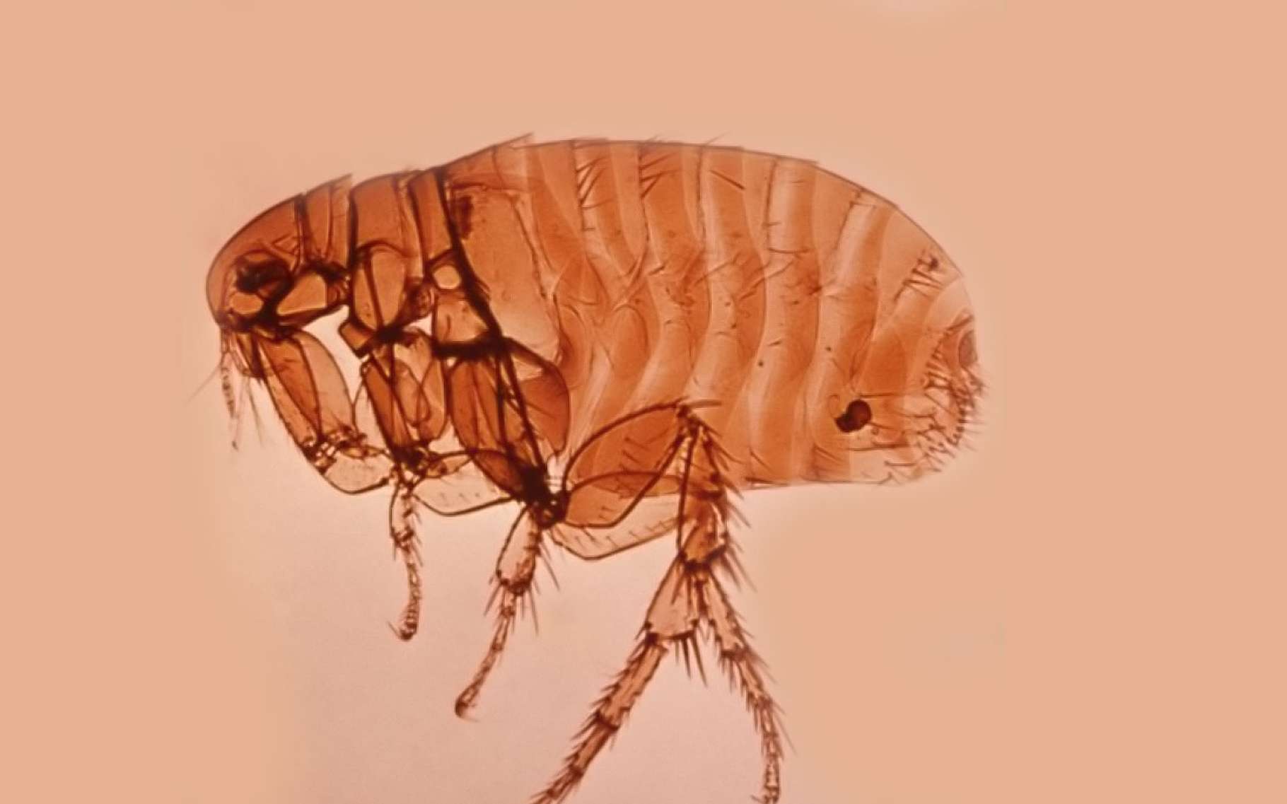 La peste bubonique, quatre millénaires de ravages chez l'homme