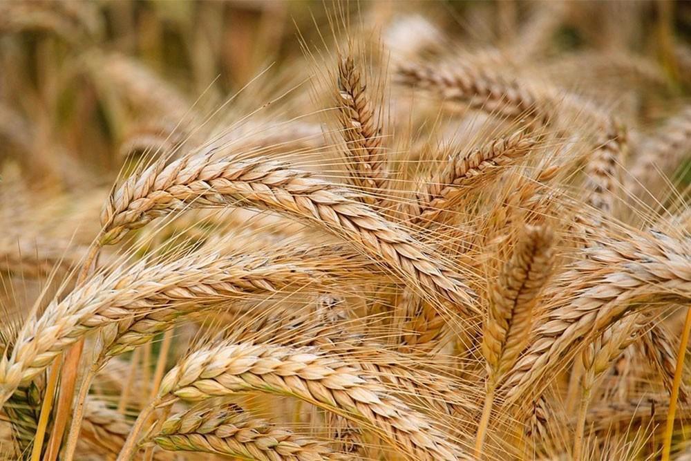 ACET : Le Maroc devrait-il abandonner la culture du blé ? ACET : Le Maroc devrait-il abandonner la culture du blé ?