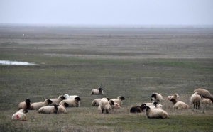 Ces moutons roumains qui rendent chèvres les militaires américains