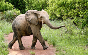 Le parc de la Pendjari se rêve en sanctuaire pour les éléphants d'Afrique de l'Ouest