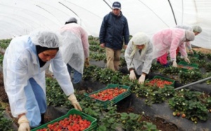 Le ministère du Travail appelle à la "vigilance" à l'égard de vidéos faisant état de harcèlement et d'exploitation d'ouvrières marocaines dans des exploitations agricoles espagnoles