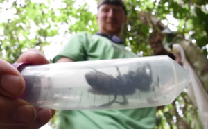 La plus grosse abeille du monde retrouvée en Indonésie