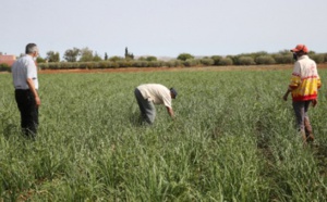 Celebrado el diálogo regional para África sobre los sistemas alimentarios