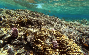 En Egypte, les coraux perdent leurs couleurs et le monde une protection