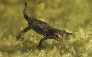 Etude : La salamandre maroco-ibérique aiderait à la régénération des tissus et des nerfs humains