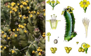 Etude: Une plante marocaine cactiforme, révolutionnerait la médecine de la douleur