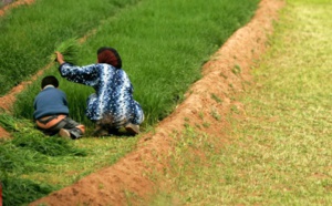 L’égalité des sexes en agriculture, pour renforcer la résilience climatique, selon l’ONU
