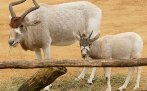 Espèce quasi-éteinte, l’addax ressuscite, grâce à un programme au Maroc et en Tunisie