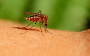 Pourquoi les moustiques vous ciblent-ils plus que les autres personnes?