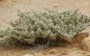 Plantes médicinales