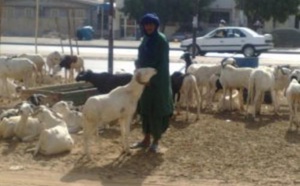 Tabaski ou Aïd al Adha : la fête qui métamorphose le quotidien des Sénégalais