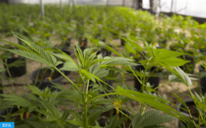 Usages licites du cannabis: le Maroc se dote d’un cadre légal au diapason des évolutions nationales et internationales