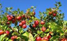 Plaidoyer à Safi pour le soutien et la promotion des cultures alternatives Plaidoyer à Safi pour le soutien et la promotion des cultures alternatives