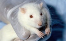 Expérimentation animale, peut-on s’en passer ?