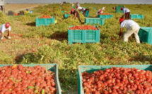 Espagne : le gouvernement autorise 10.400 nouveaux contrats de travailleurs agricoles saisonniers marocains