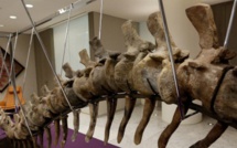 Le Maroc doute de l'authenticité d'une queue de dinosaure vendue au Mexique