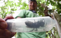 La plus grosse abeille du monde retrouvée en Indonésie