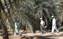 Aux Emirats, la bataille contre l'insecte tueur de palmiers