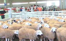 Le marché à bestiaux de Laâyoune accueille ses premiers clients en s’entourant des mesures de prévention contre le Covid-19 Le marché à bestiaux de Laâyoune accueille ses premiers clients en s’entourant des mesures de prévention contre le Covid-19