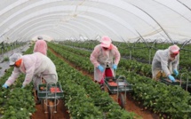 Tánger Med: Llegan 523 temporeras marroquíes que trabajan en España