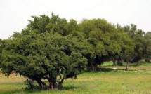 Commune de Tagante (Guelmim): Des efforts soutenus pour la régénération de l'arganier