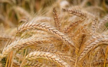 ACET : Le Maroc devrait-il abandonner la culture du blé ? ACET : Le Maroc devrait-il abandonner la culture du blé ?